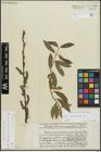 Foto von Salix purpurea L.